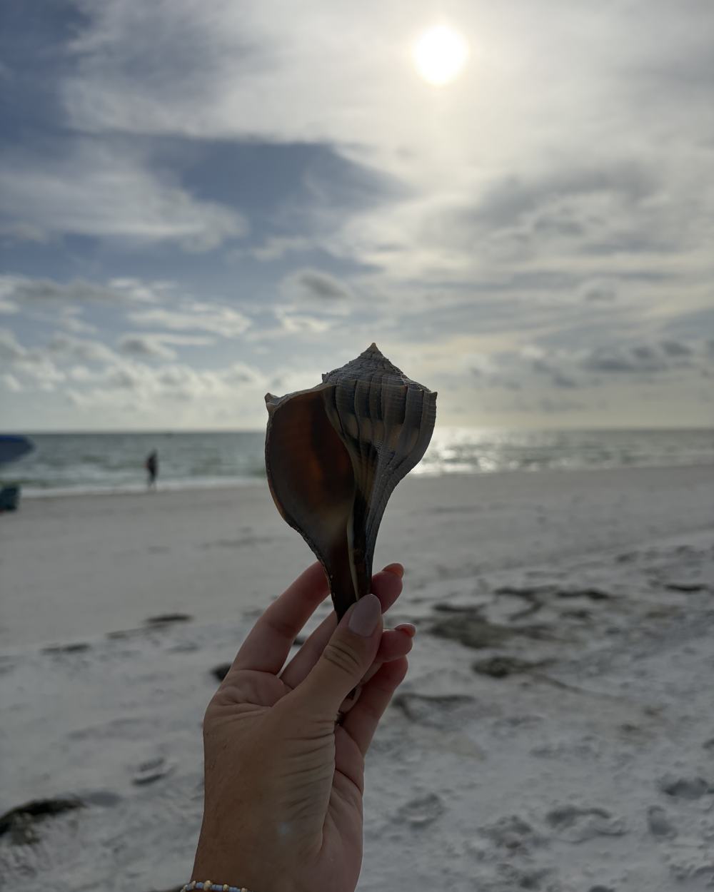 Hand holding a shell up to the sun on the beach